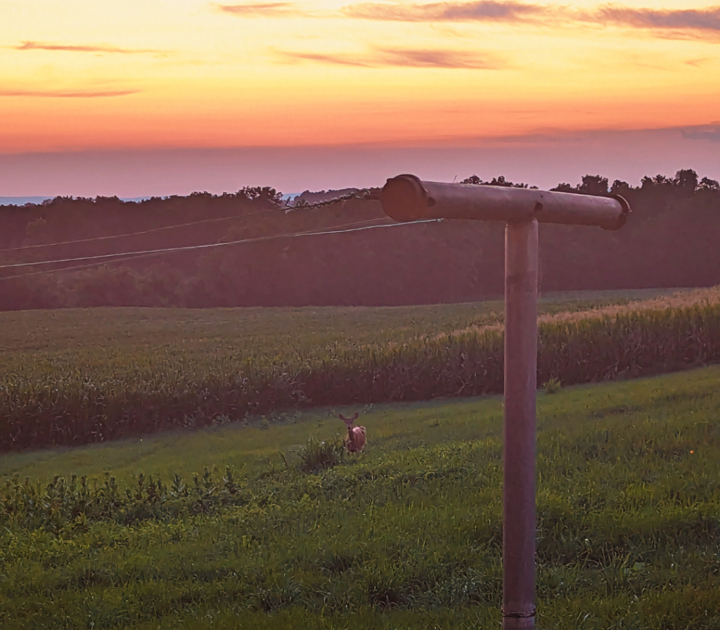 Sunrise with a deer